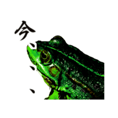 [LINEスタンプ] Frog is Go home