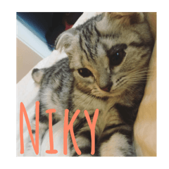 [LINEスタンプ] Niky the kittyの画像（メイン）