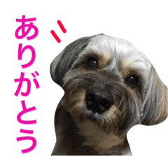 [LINEスタンプ] 可愛い犬【くろまめ】日常会話