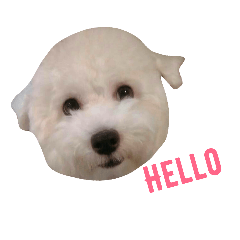 [LINEスタンプ] I'm maltese+bichon