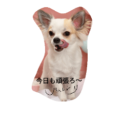 [LINEスタンプ] チワワのジュリーの画像（メイン）