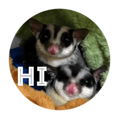 [LINEスタンプ] sugarglider ＆ cat ＆ dogの画像（メイン）