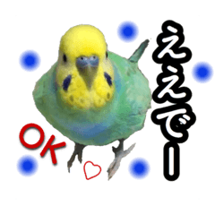 [LINEスタンプ] インコのポンちゃん（関西弁）