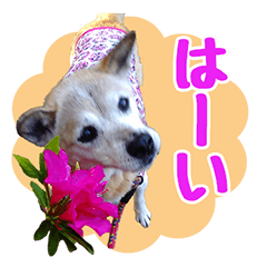 [LINEスタンプ] ラックありがとう