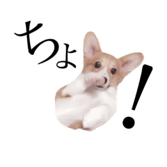 [LINEスタンプ] コーギーのふーちゃん