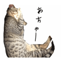 [LINEスタンプ] 便利な猫スタンプ！の画像（メイン）