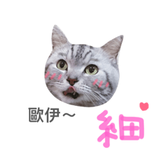 [LINEスタンプ] meow-meow kitten