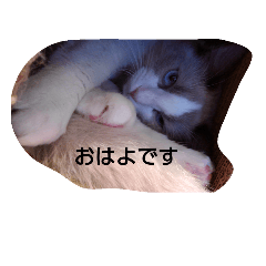 [LINEスタンプ] 神奈川の猫ちゃん