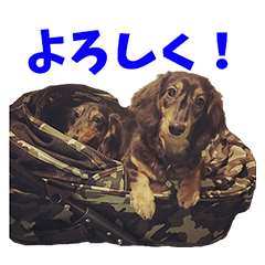 [LINEスタンプ] ロイとアル