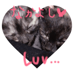 [LINEスタンプ] ❤心愛の気持ち❤