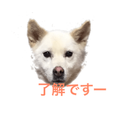 [LINEスタンプ] 我が家の飼い犬