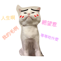 [LINEスタンプ] songmeowlifeの画像（メイン）