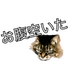 [LINEスタンプ] 猫のみーにゃ！