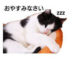 [LINEスタンプ] 白黒ハチワレ猫みーさん