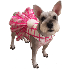 [LINEスタンプ] Schnauzer LUCKY