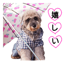 [LINEスタンプ] miniature schnauzer..