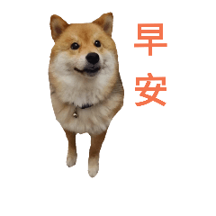 [LINEスタンプ] Shiba Inu Di Di 2