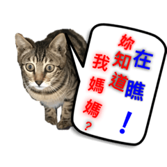 [LINEスタンプ] CAT FOR DOG