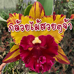 [LINEスタンプ] orchid thai5.1