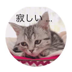 [LINEスタンプ] アメショーのロンとゆき