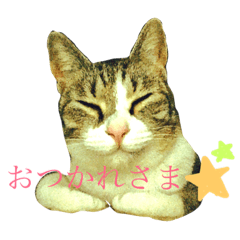 [LINEスタンプ] キジシロ兄弟