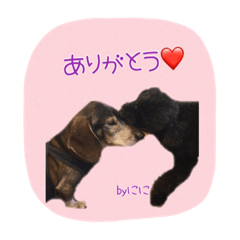 [LINEスタンプ] ルークとニニと一緒