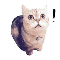 [LINEスタンプ] ベンベン猫の日常