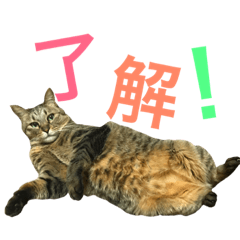 [LINEスタンプ] my cats 3