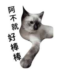 [LINEスタンプ] dear catcatcatcatcatcatcatcat