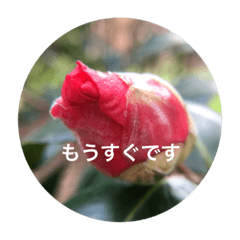 [LINEスタンプ] 春待ちの植物で待ち合わせ会話の画像（メイン）
