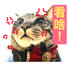 [LINEスタンプ] Cats voice