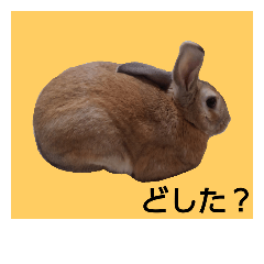 [LINEスタンプ] 兎々(とと)さん 4