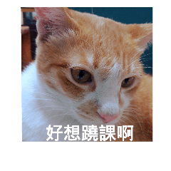 [LINEスタンプ] The cat doesn't want to study