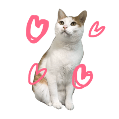 [LINEスタンプ] catttttttttttttttttttttttttt