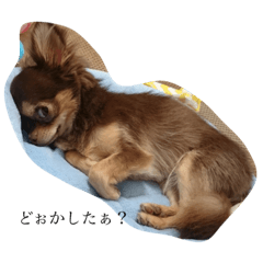 [LINEスタンプ] 犬・チワワのリオ君