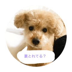 [LINEスタンプ] 代理店犬のびたん