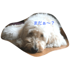 [LINEスタンプ] goldendoodle muffin