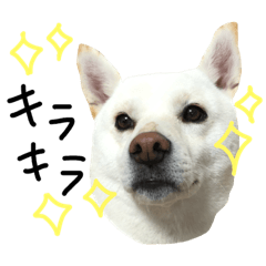 [LINEスタンプ] 白柴 やまとくん