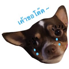 [LINEスタンプ] Tang tang so sad