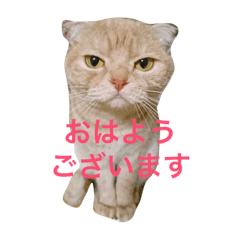 [LINEスタンプ] 猫のナナちゃん