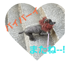 [LINEスタンプ] toy poodle-choko2