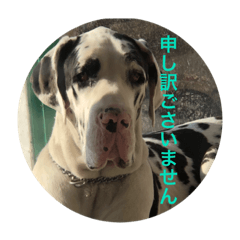 [LINEスタンプ] 大きな犬たち