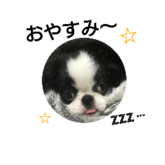 [LINEスタンプ] 狆 こめぱん