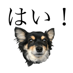 [LINEスタンプ] various Chihuahua2.