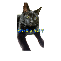 [LINEスタンプ] S's Cats