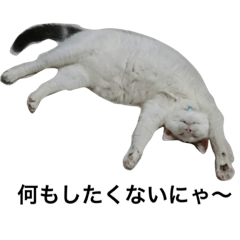 [LINEスタンプ] 愉快な人間と猫たち