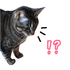 [LINEスタンプ] 猫のるうちゃん✨