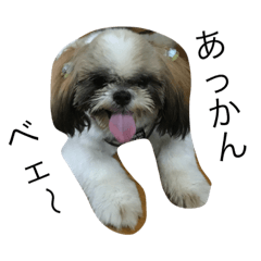 [LINEスタンプ] sizu.inu