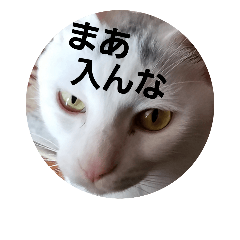 [LINEスタンプ] 福猫スタンプ(実写)⑥の画像（メイン）