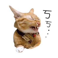 [LINEスタンプ] Tabby Cats Life2